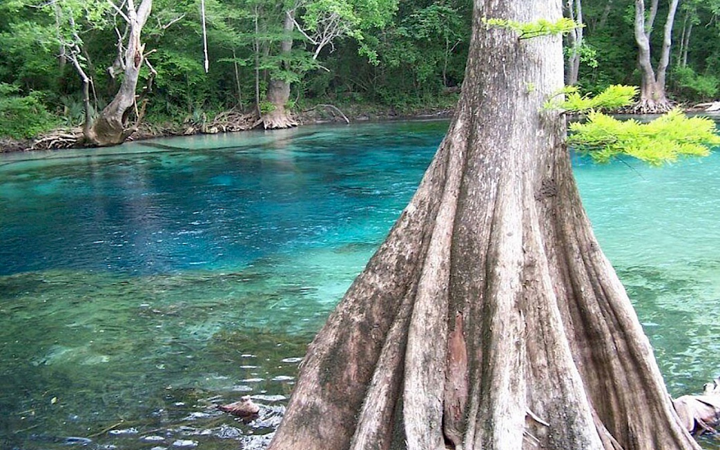 econfina creek with a bald cypress in the foreground