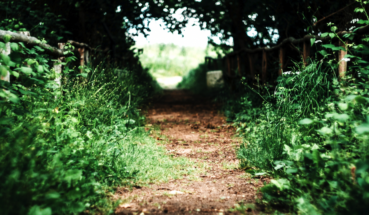 a trail in the forrest