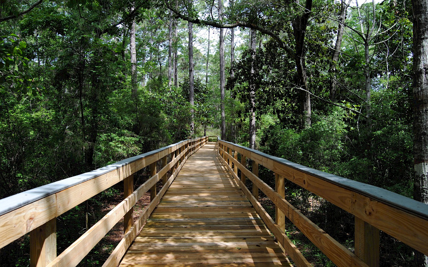 a wooden walkway in the woods at falling waters state park