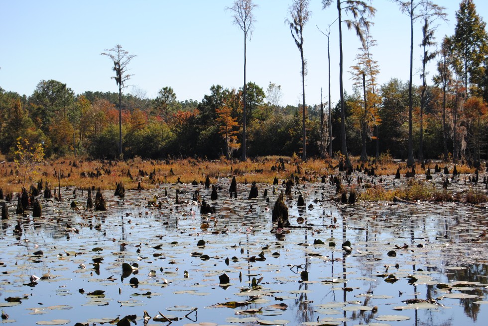 a pond with Lilly pads, surrounded by cypress trees