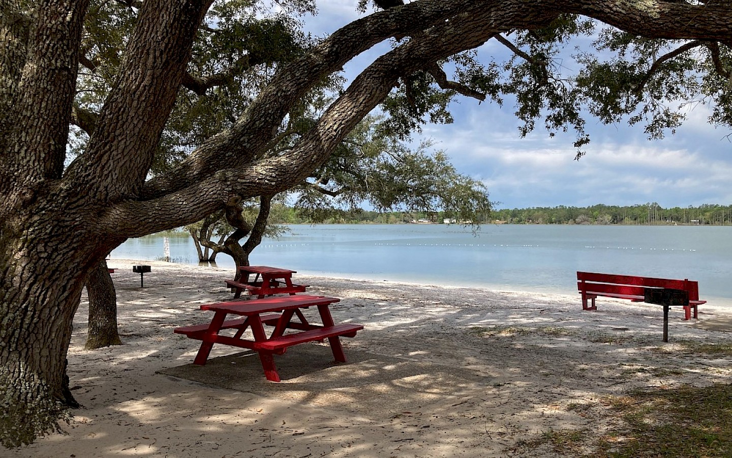 oak tree limbs hanging over picnic tables and grills