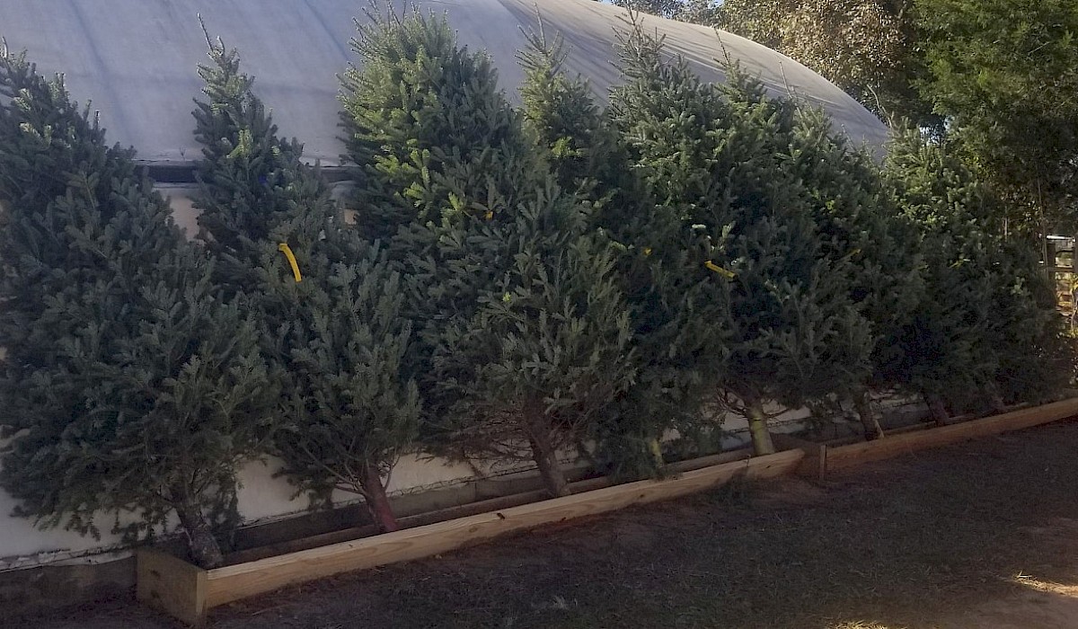 cut Frazier firs laying against a greenhouse at a tree farm