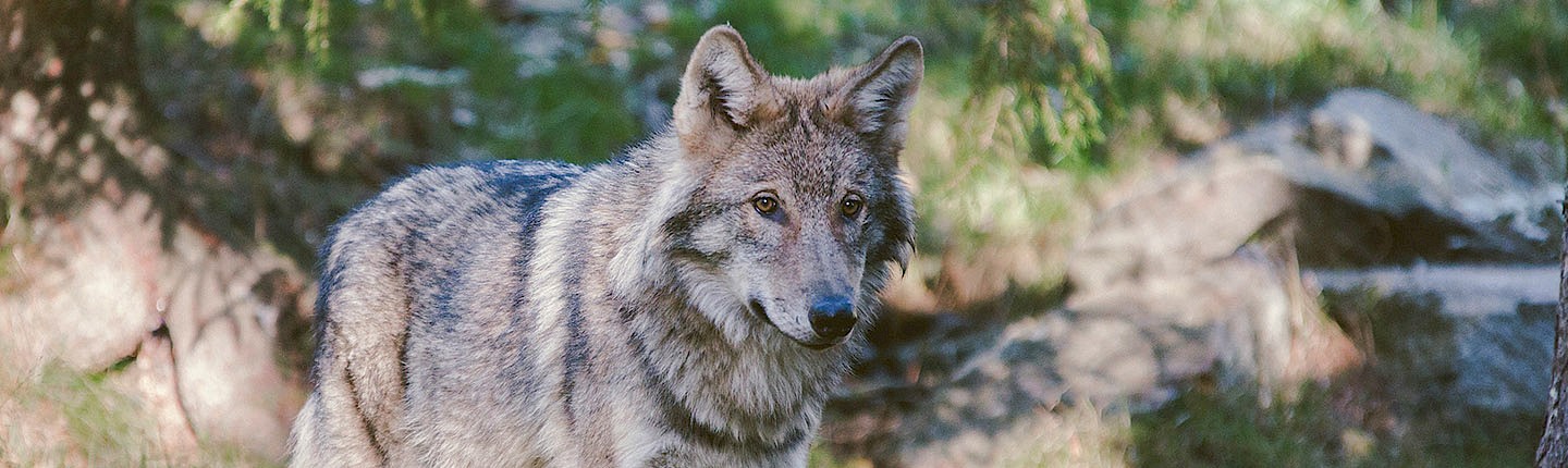 a lone wolf in a wooded background